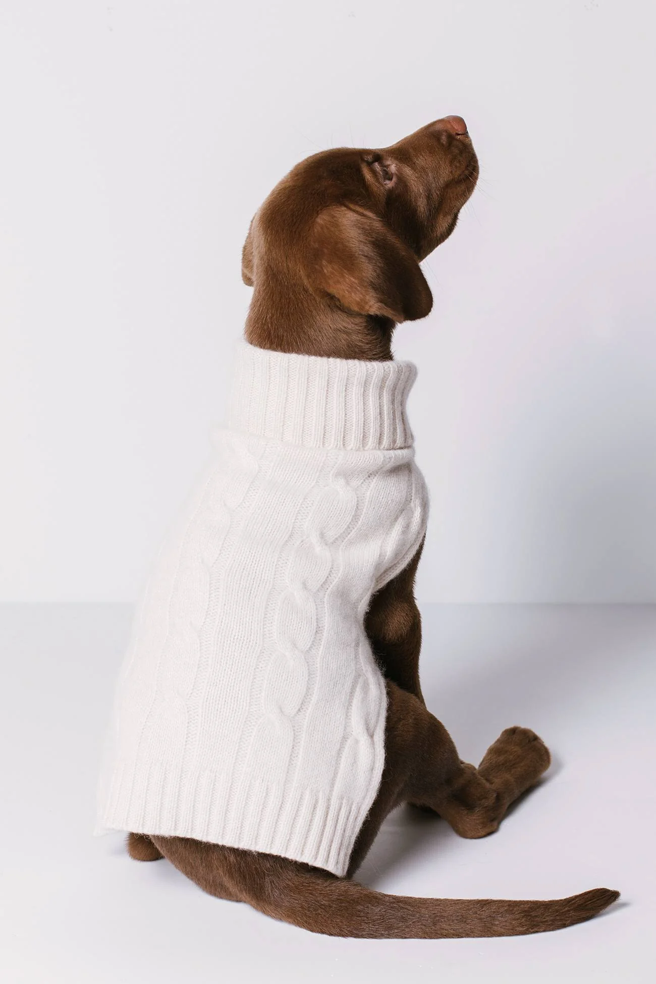 CABLE DOG SWEATER - Image 10