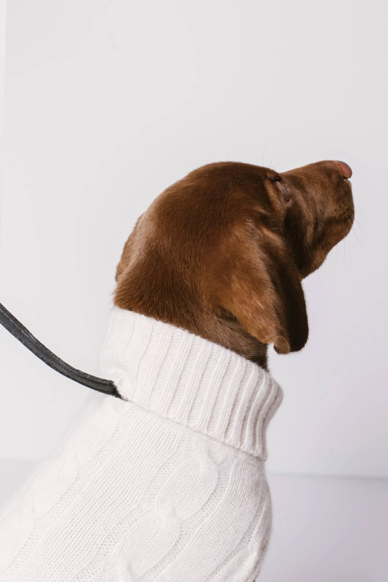 CABLE DOG SWEATER - Image 12