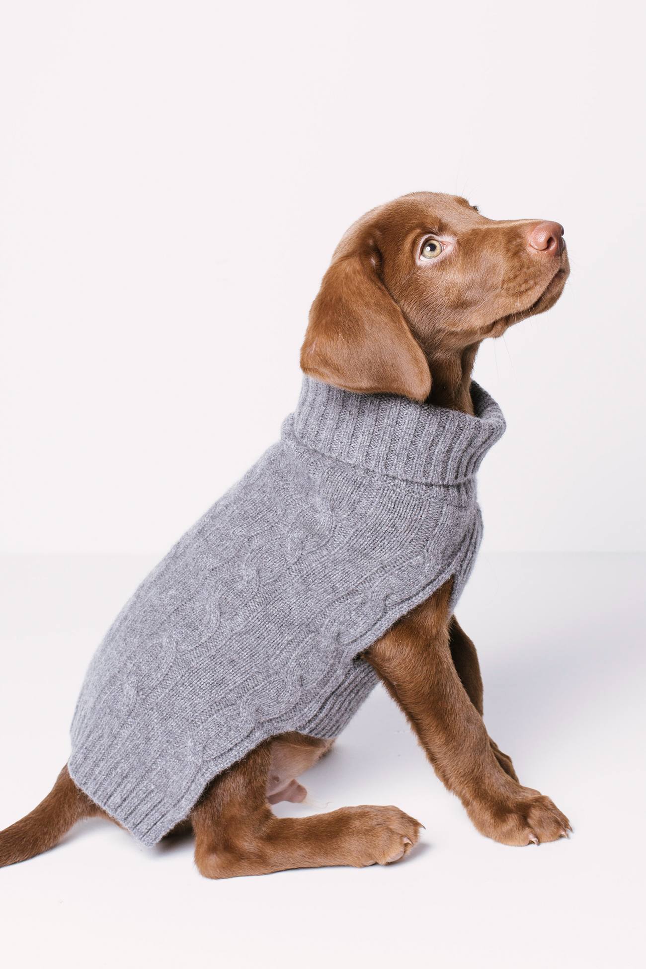 CABLE DOG SWEATER - Image 13