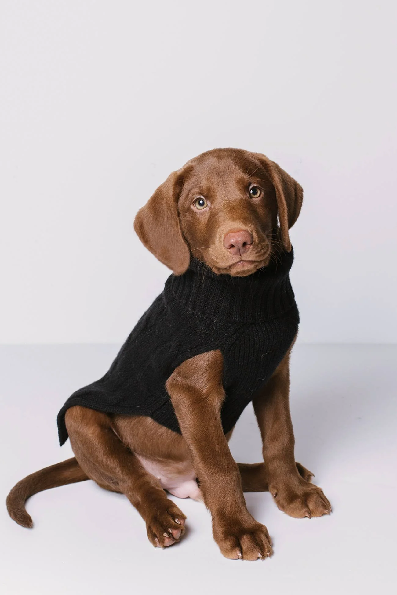 CABLE DOG SWEATER - Image 15