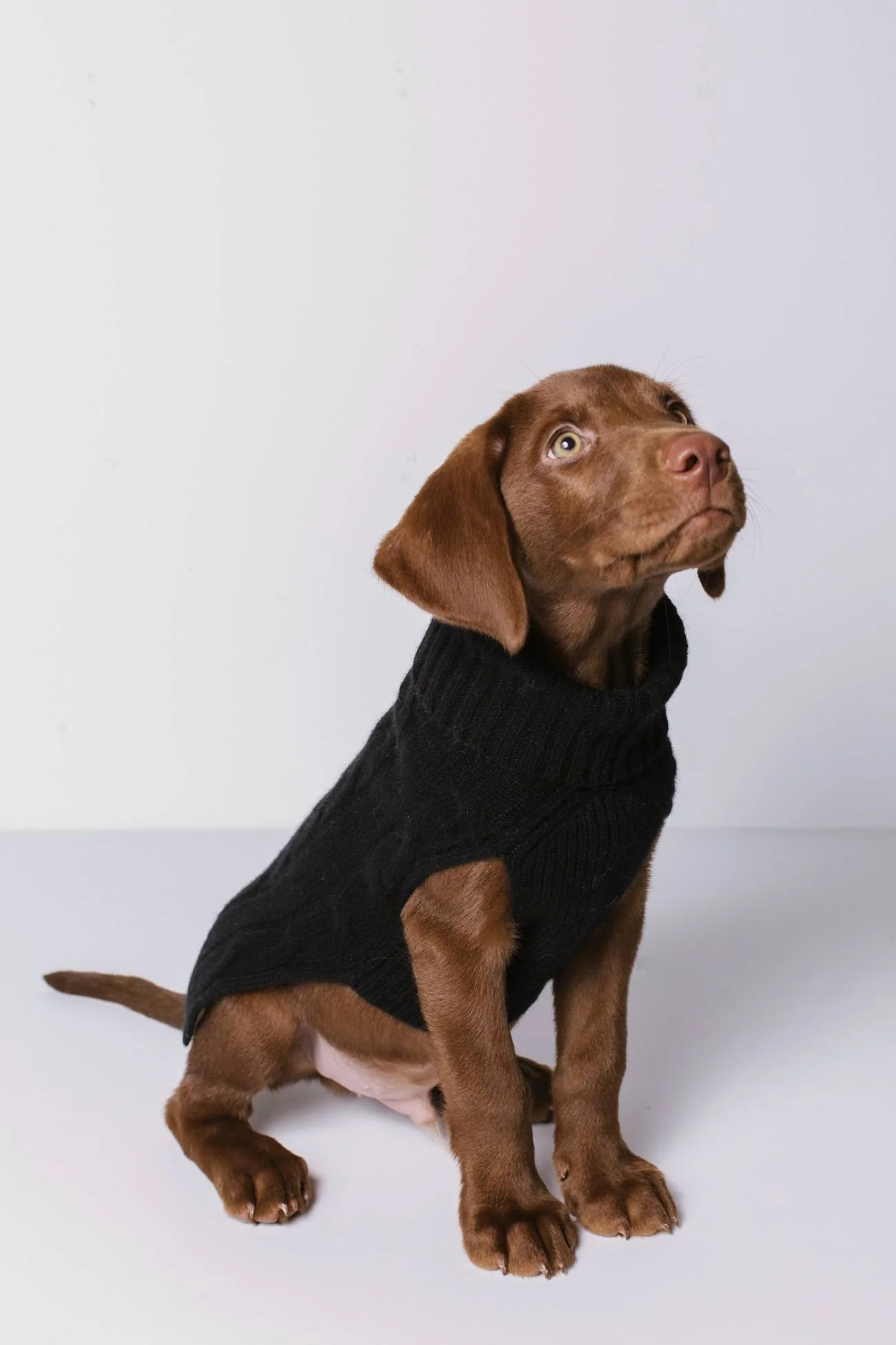 CABLE DOG SWEATER - Image 16