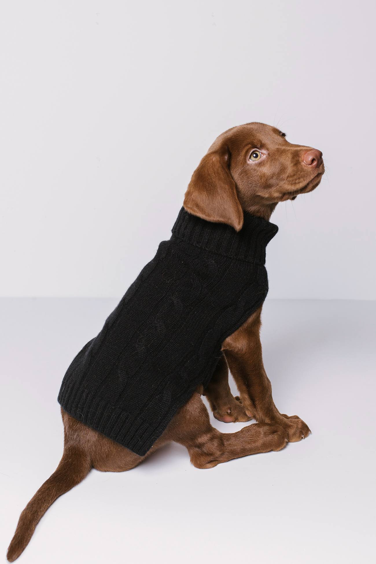 CABLE DOG SWEATER - Image 17