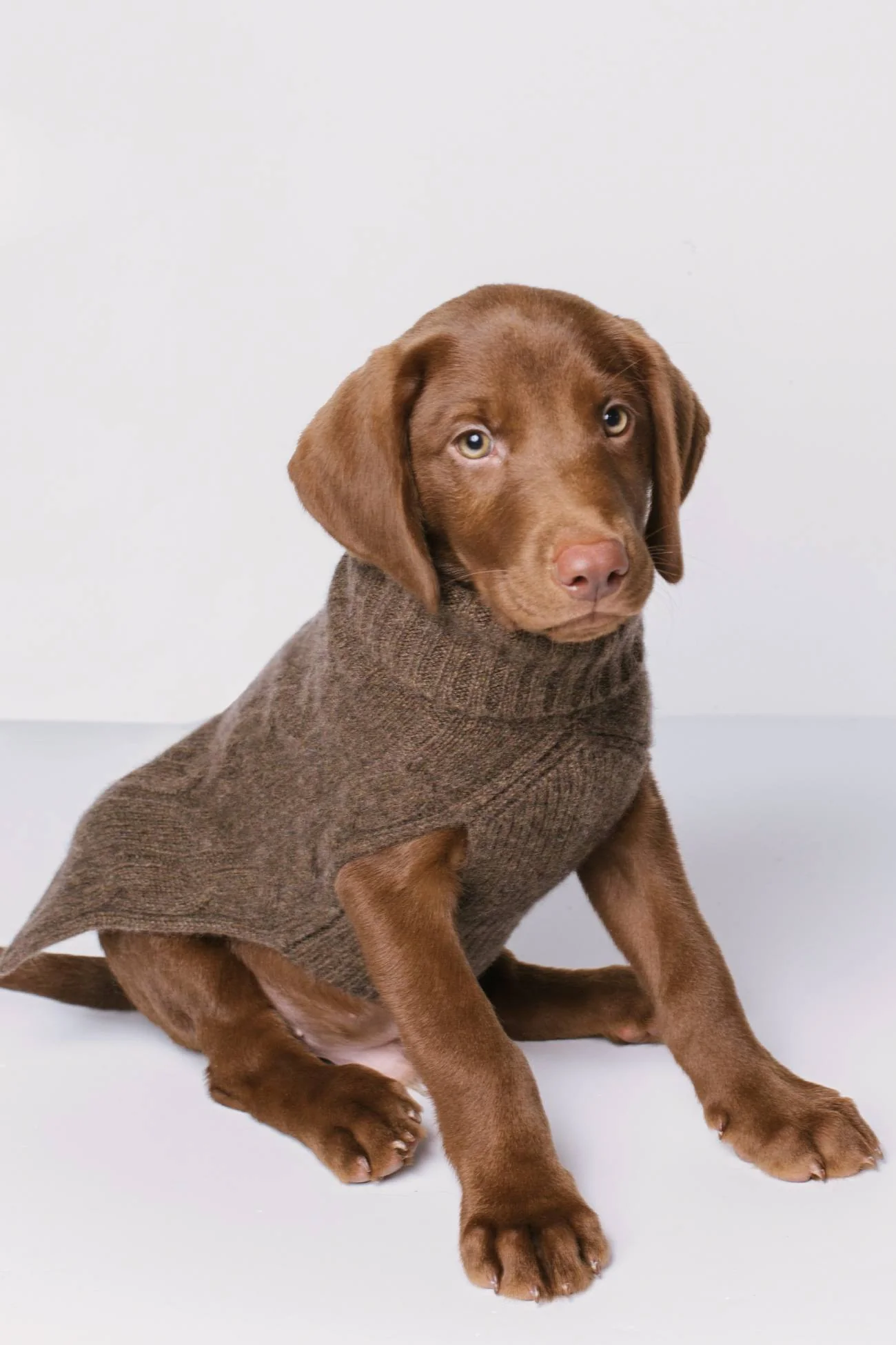 CABLE DOG SWEATER - Image 18