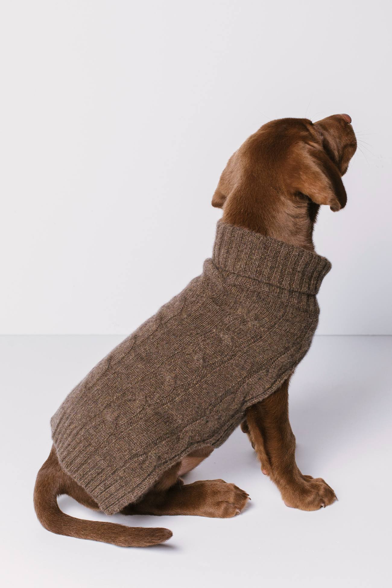 CABLE DOG SWEATER - Image 19