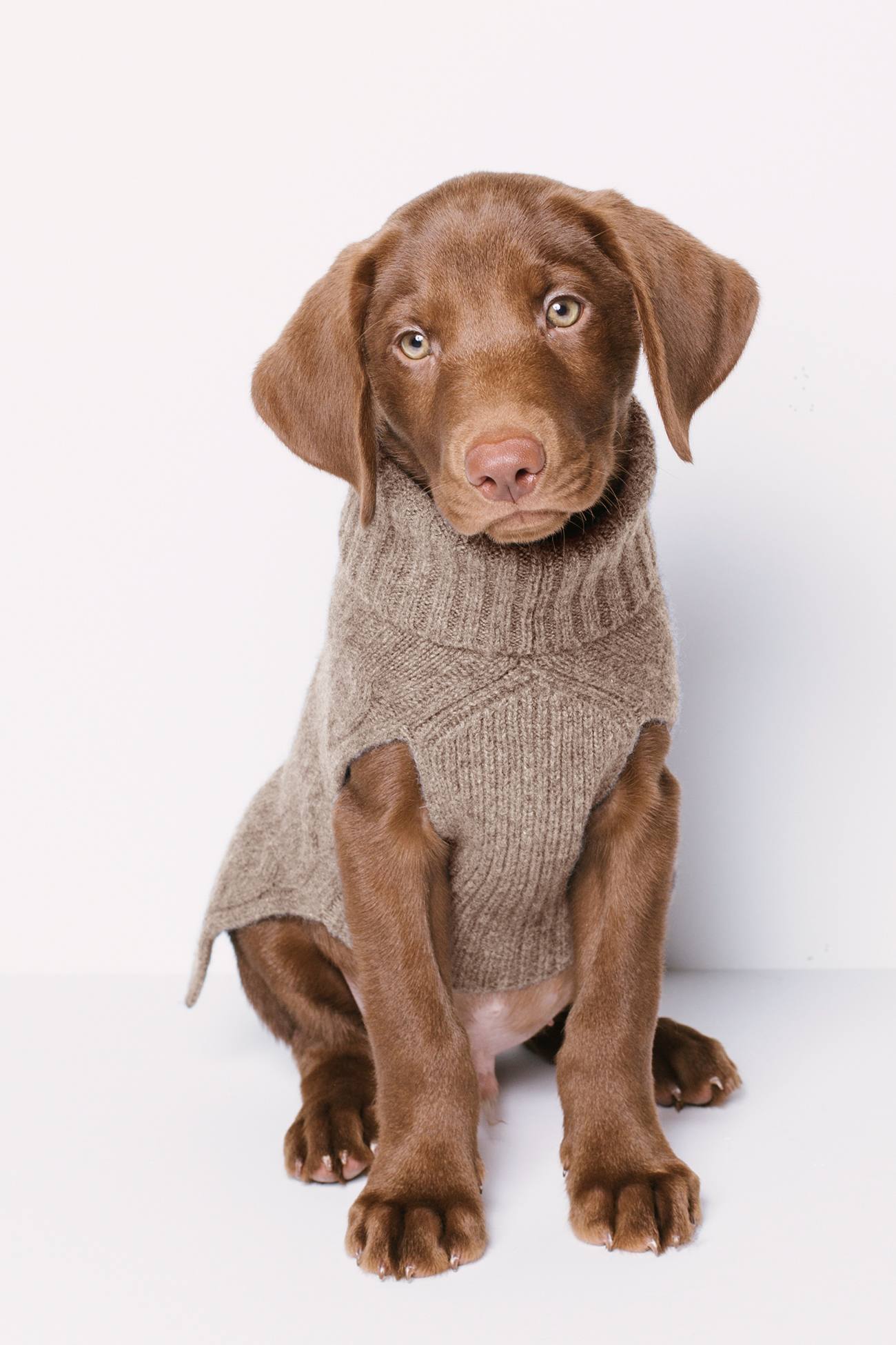 CABLE DOG SWEATER - Image 22