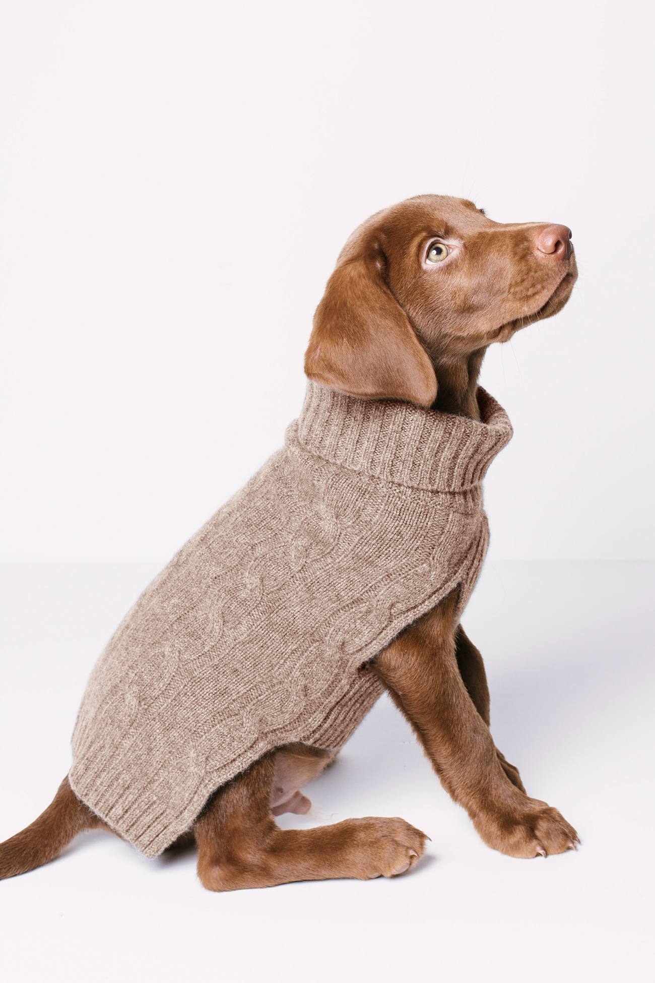 CABLE DOG SWEATER - Image 23