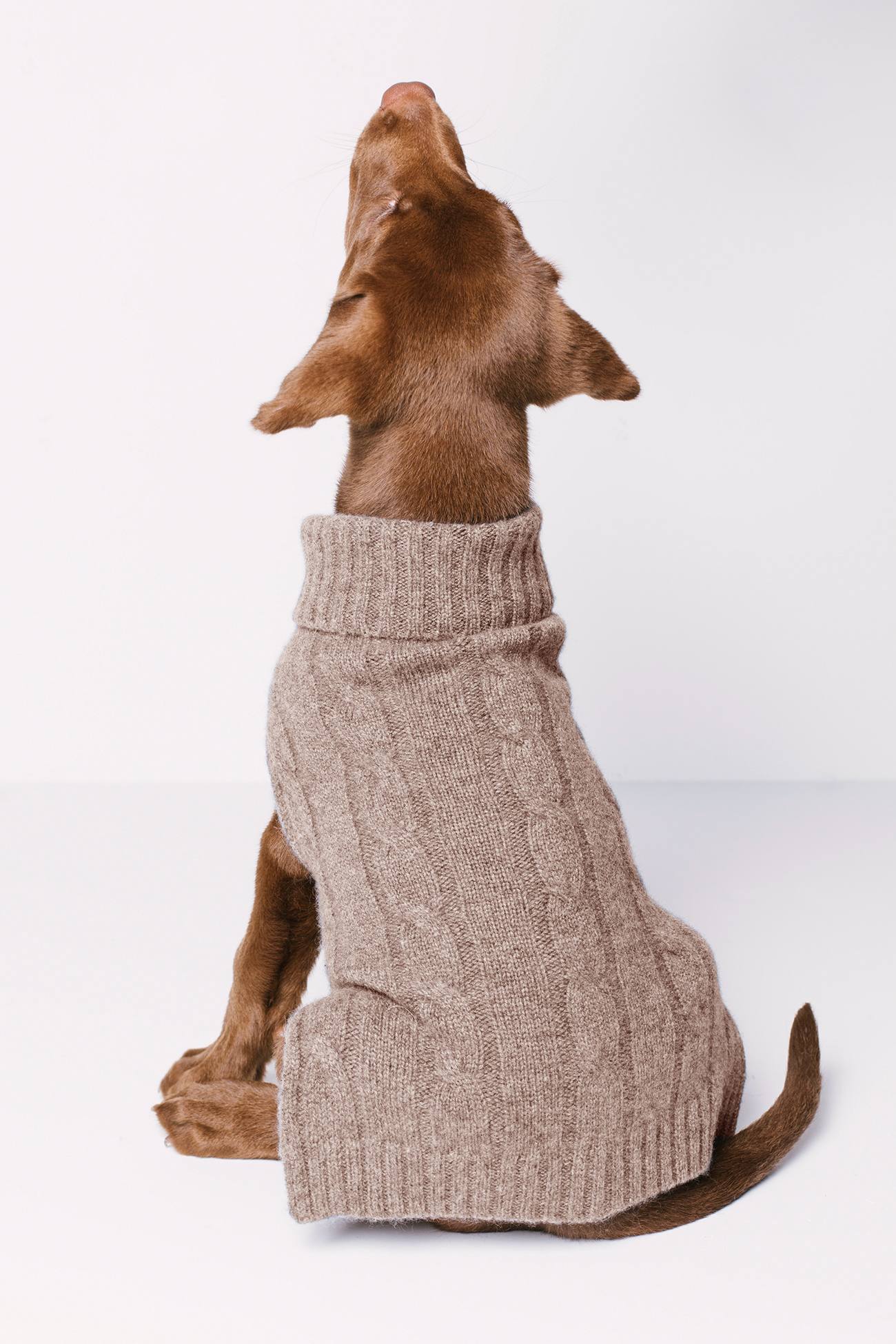 CABLE DOG SWEATER - Image 24