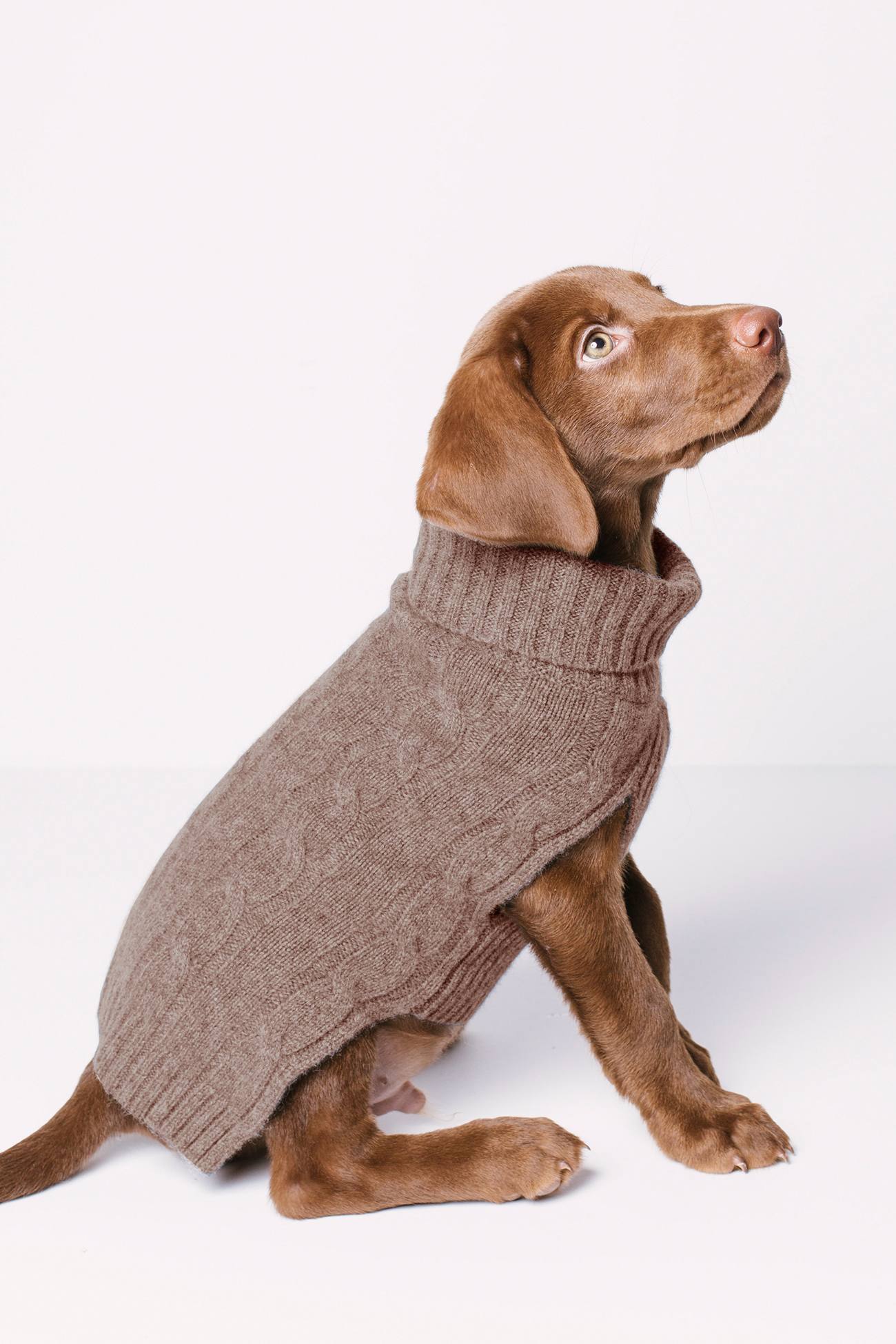 CABLE DOG SWEATER - Image 26