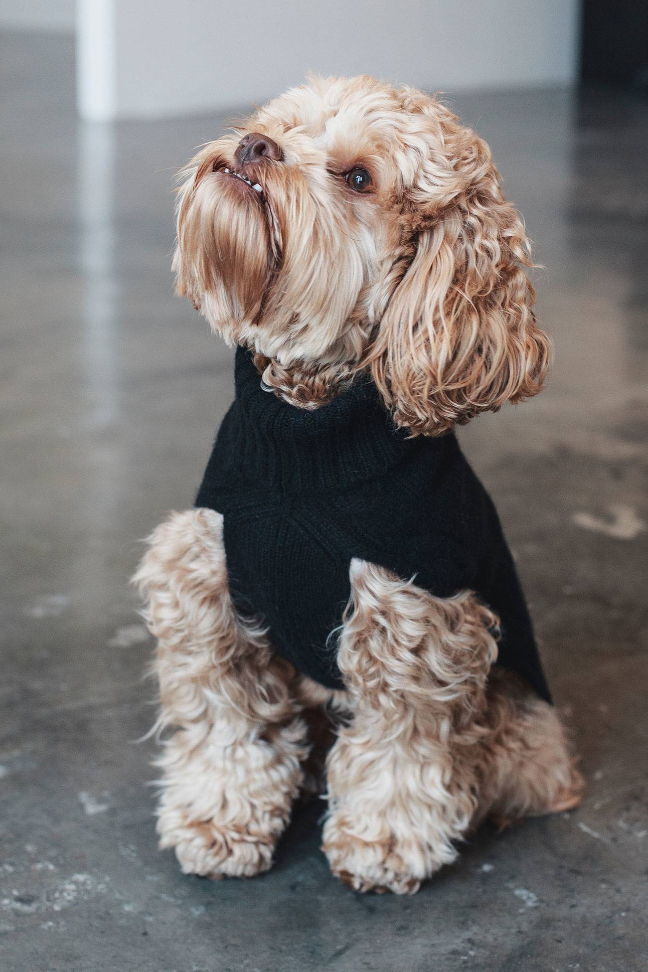 CABLE DOG SWEATER - Image 28