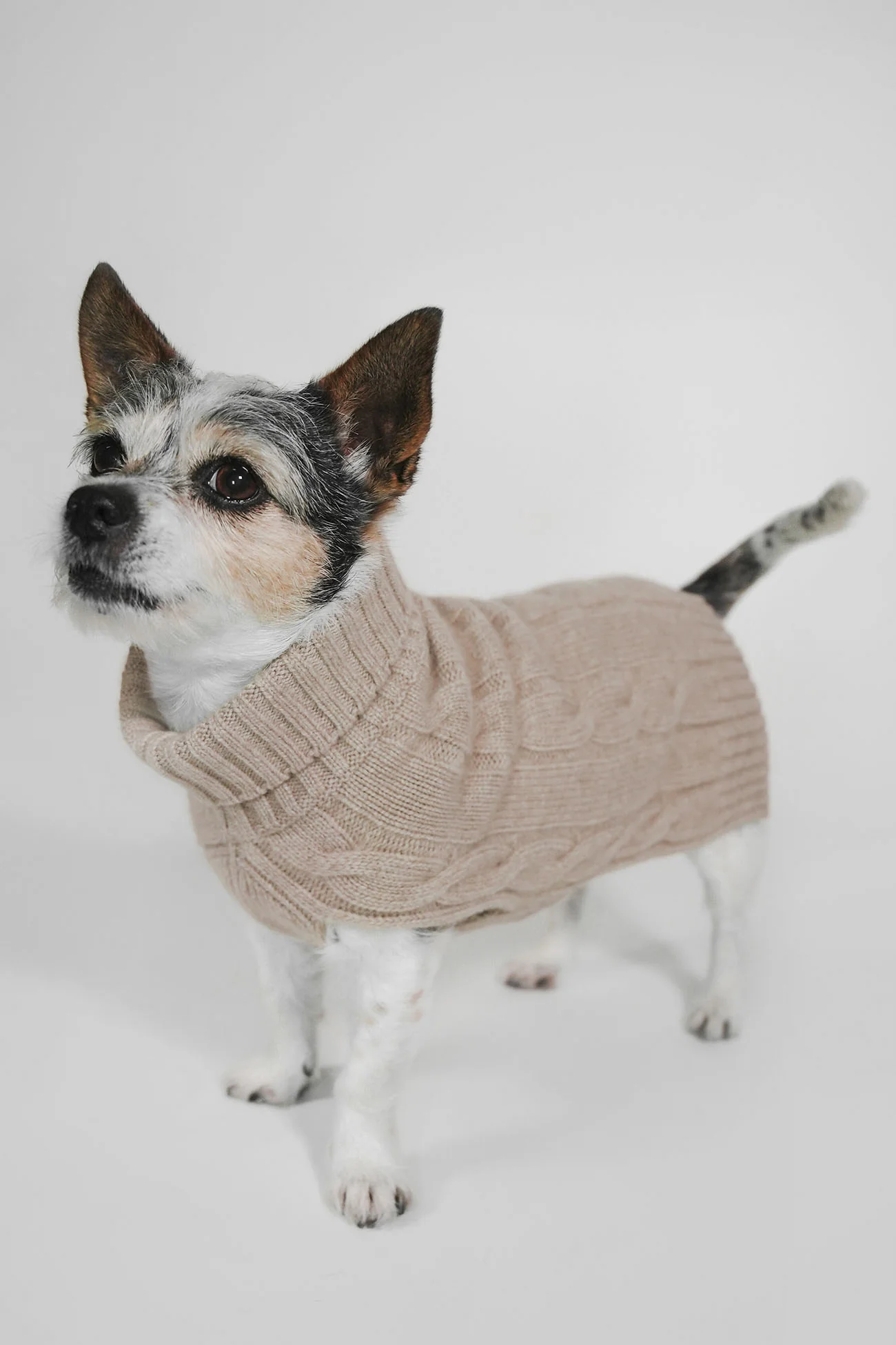 CABLE DOG SWEATER - Image 3