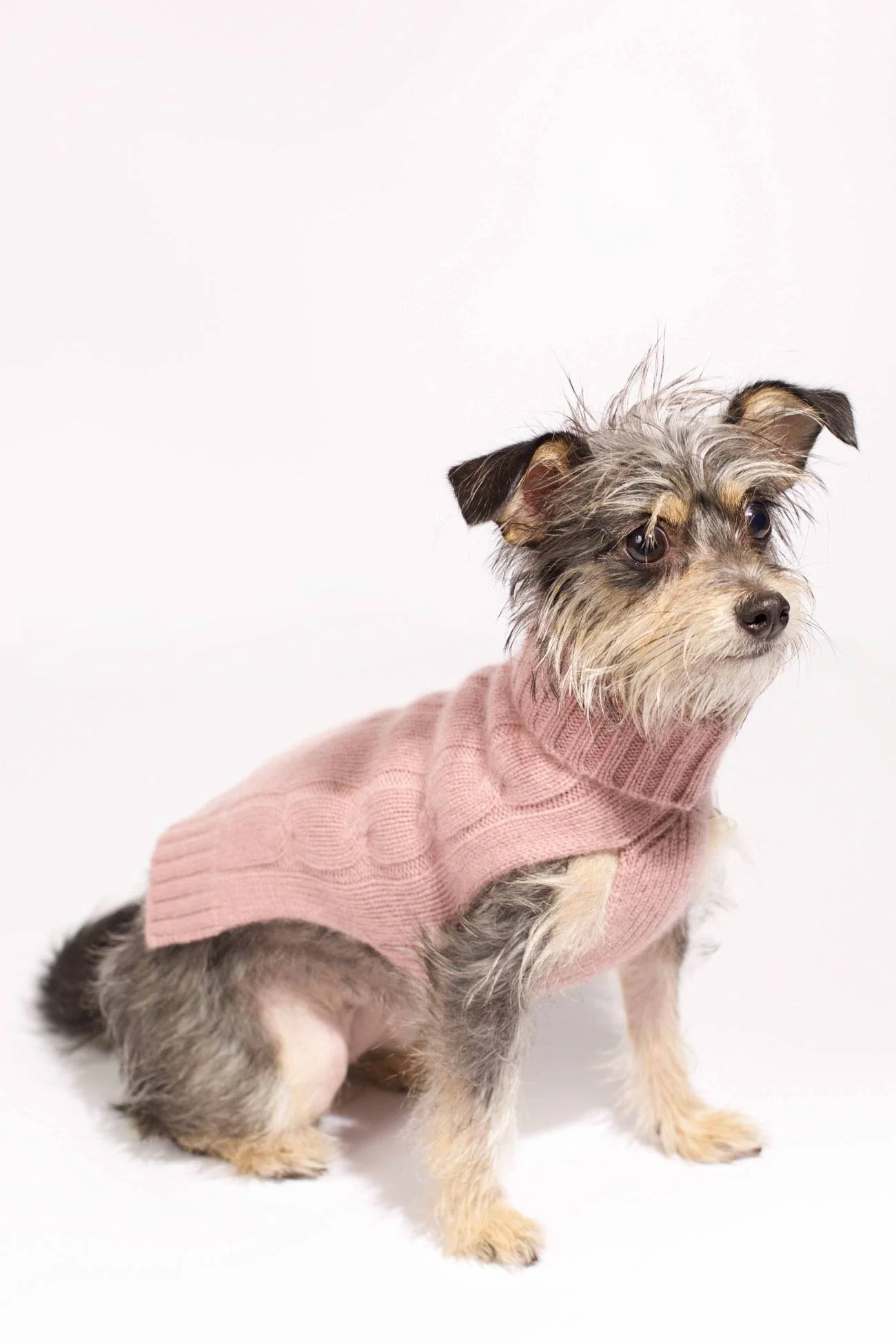 CABLE DOG SWEATER - Image 30