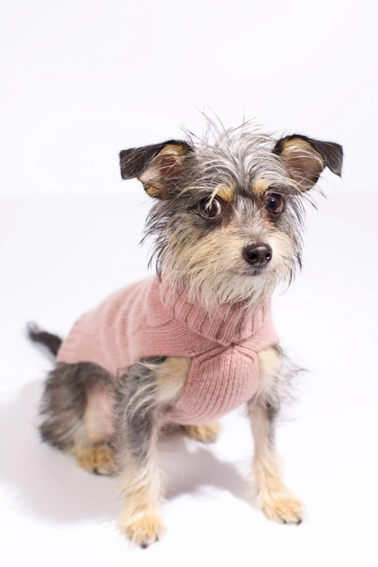 CABLE DOG SWEATER - Image 31