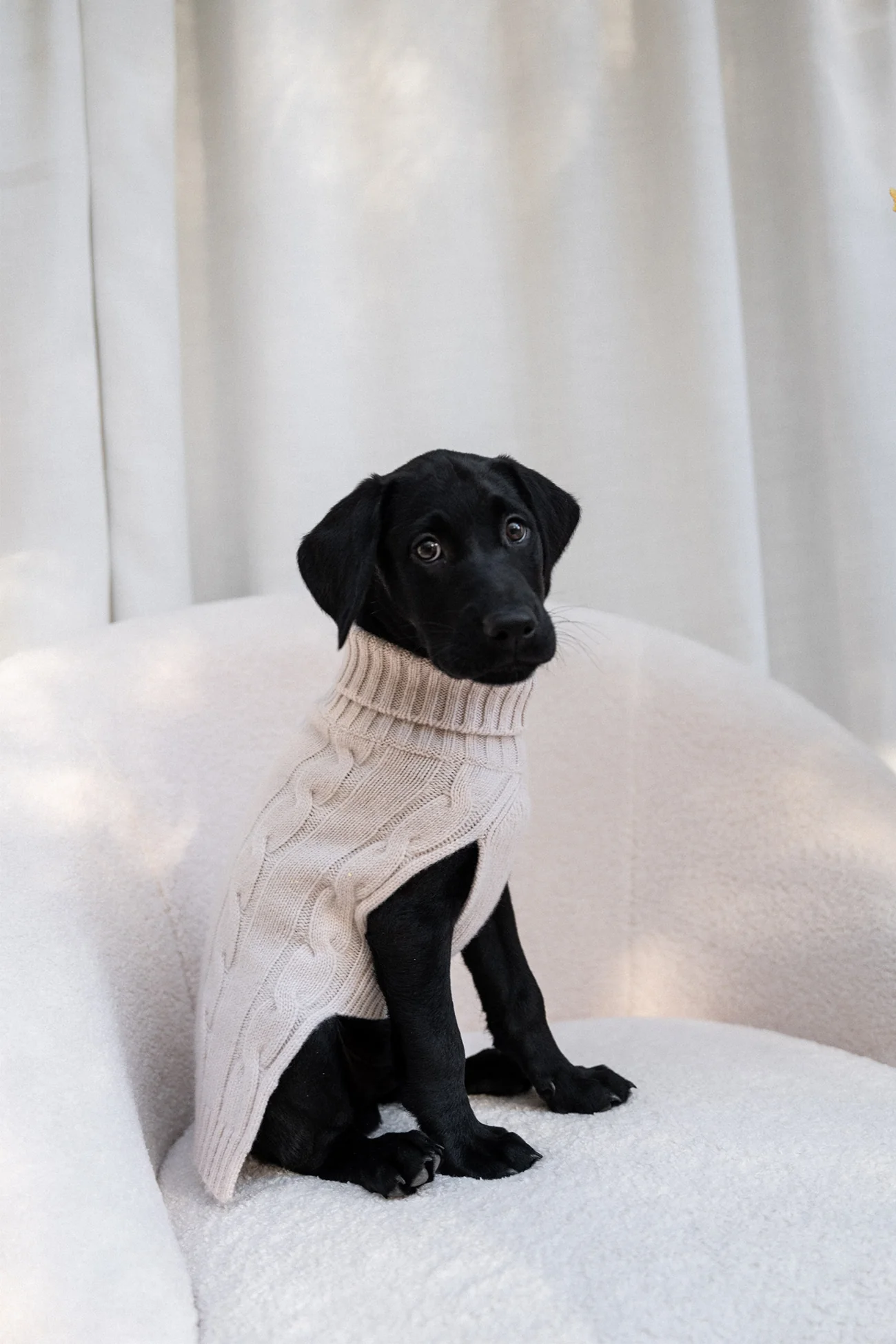 CABLE DOG SWEATER - Image 32