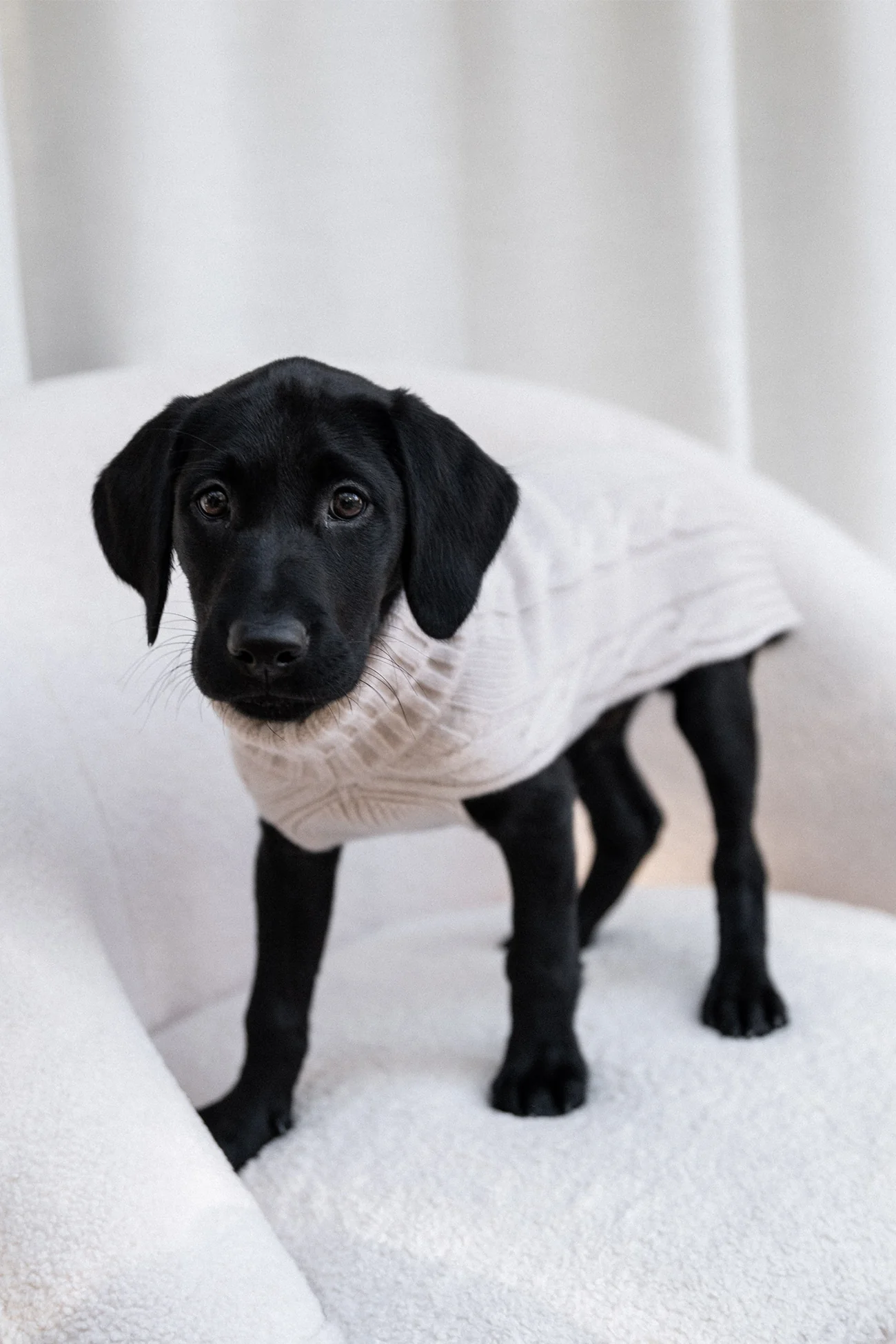 CABLE DOG SWEATER - Image 33