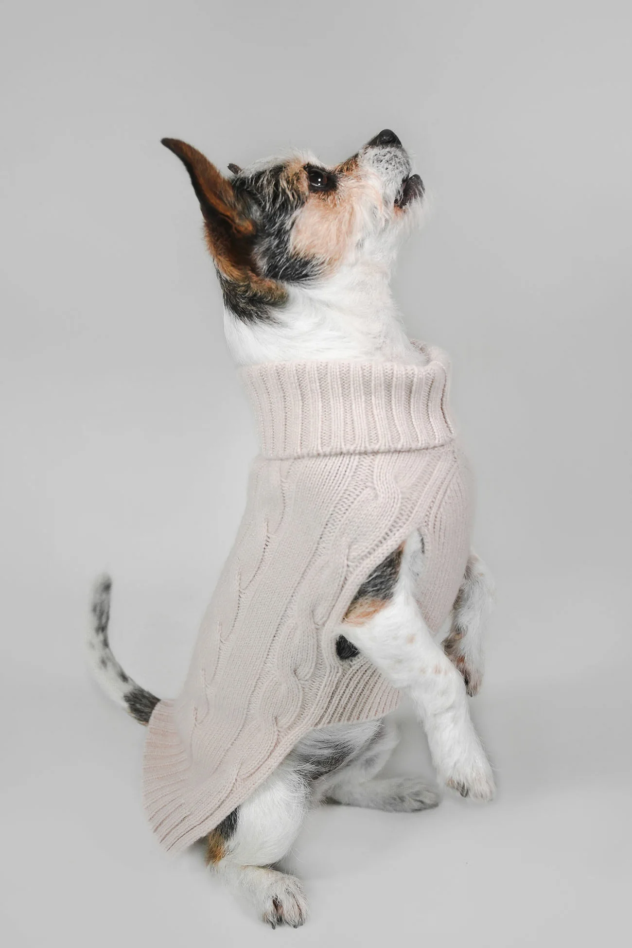 CABLE DOG SWEATER - Image 34