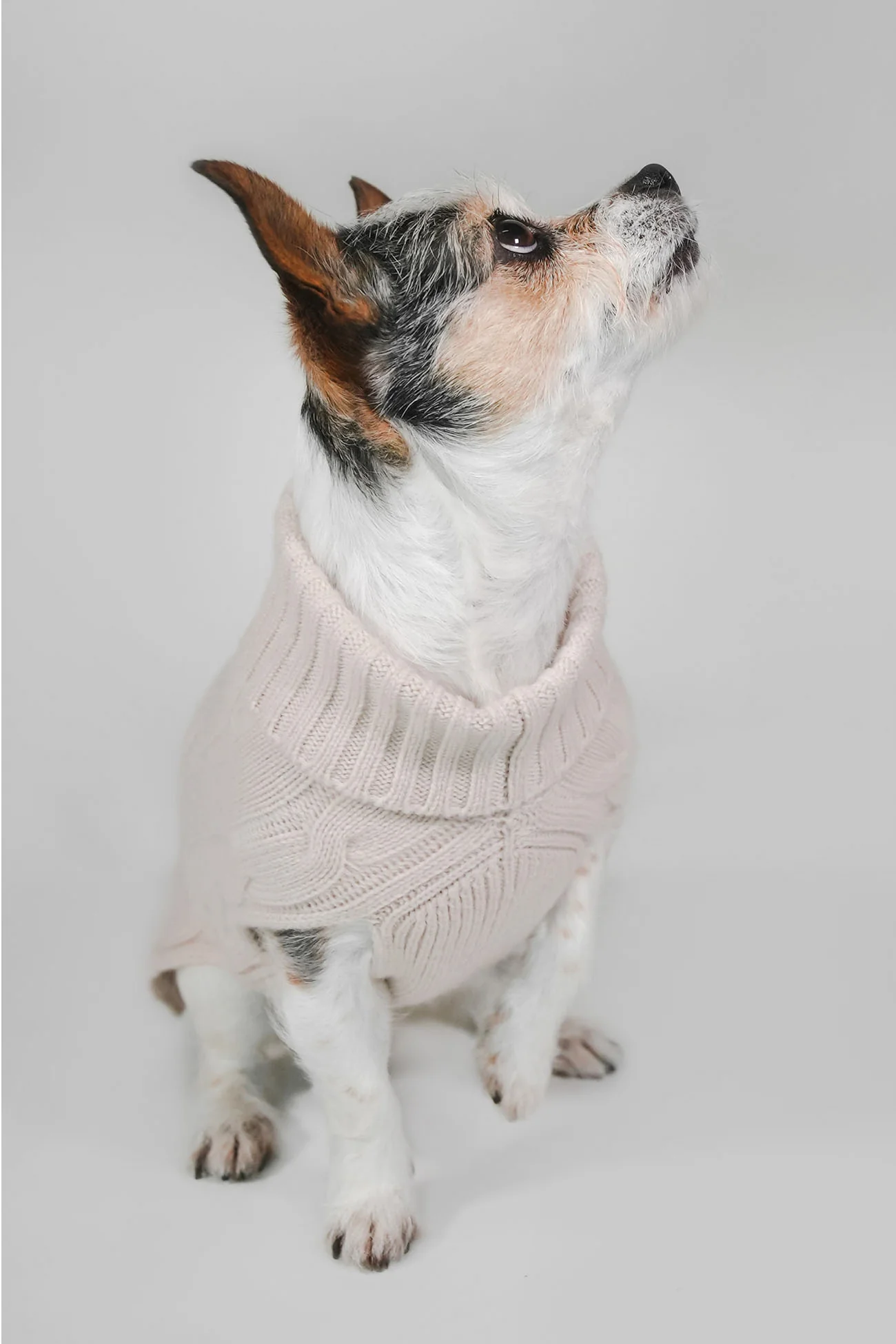 CABLE DOG SWEATER - Image 35