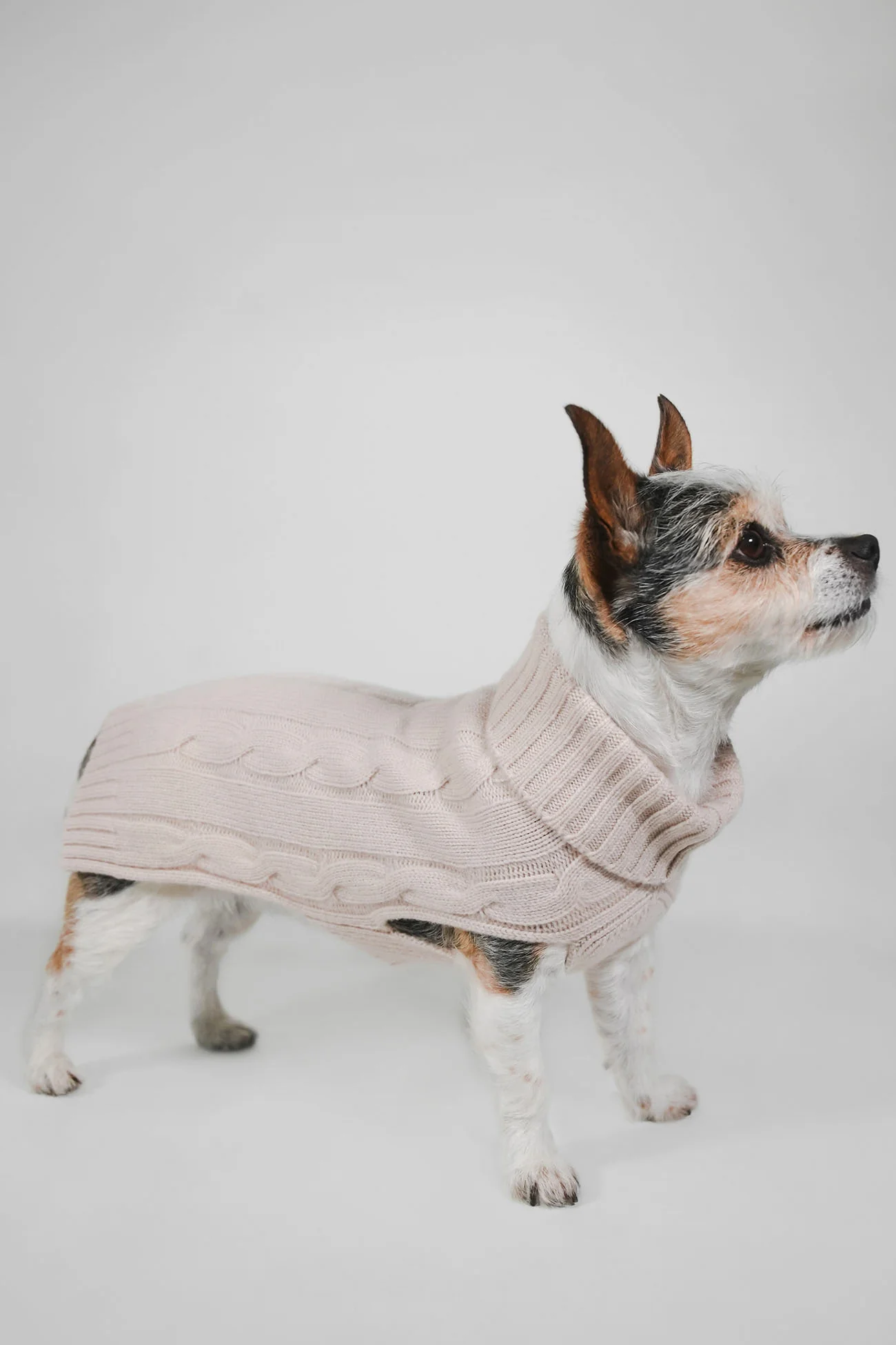 CABLE DOG SWEATER - Image 36