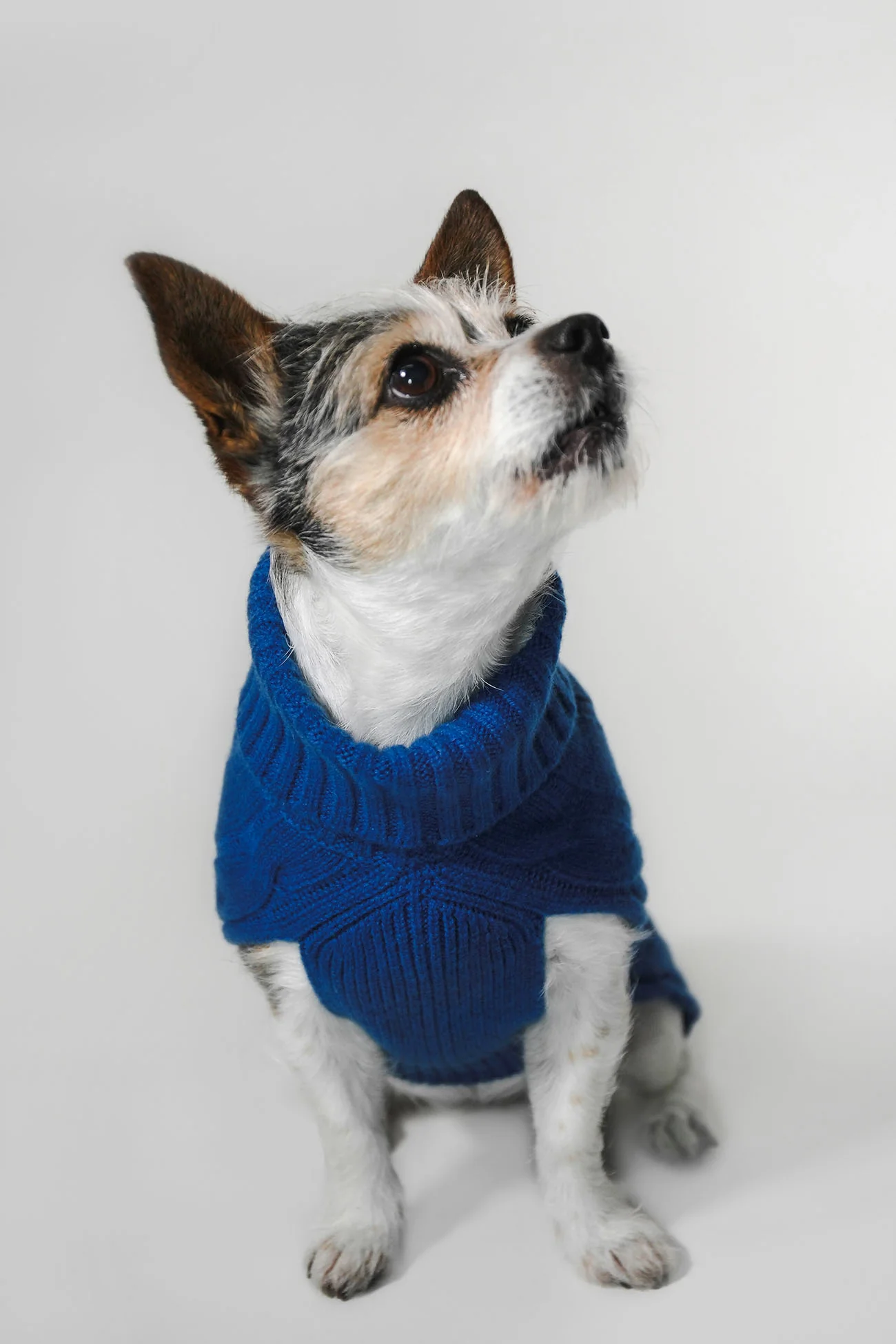 CABLE DOG SWEATER - Image 37