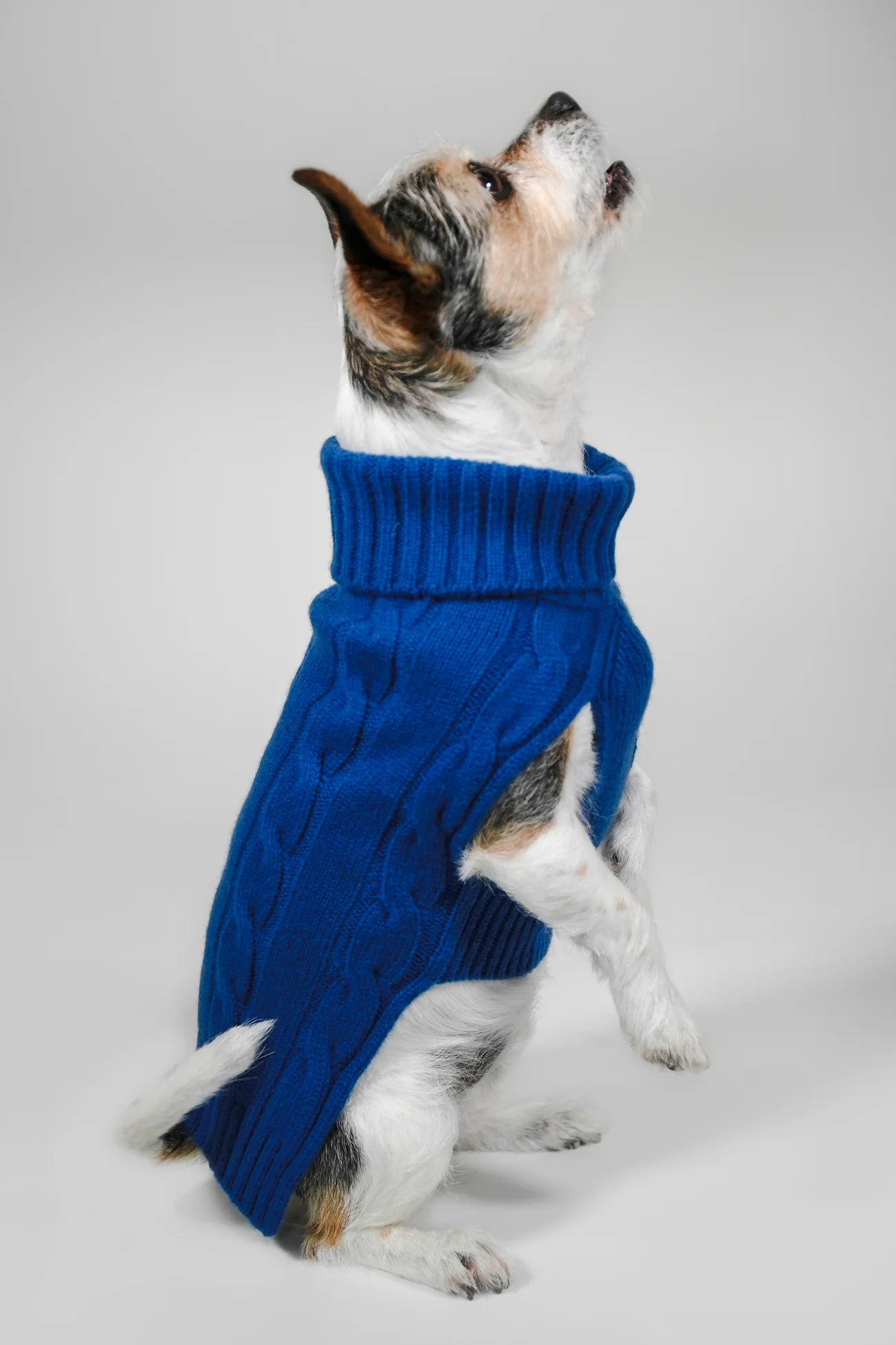 CABLE DOG SWEATER - Image 38