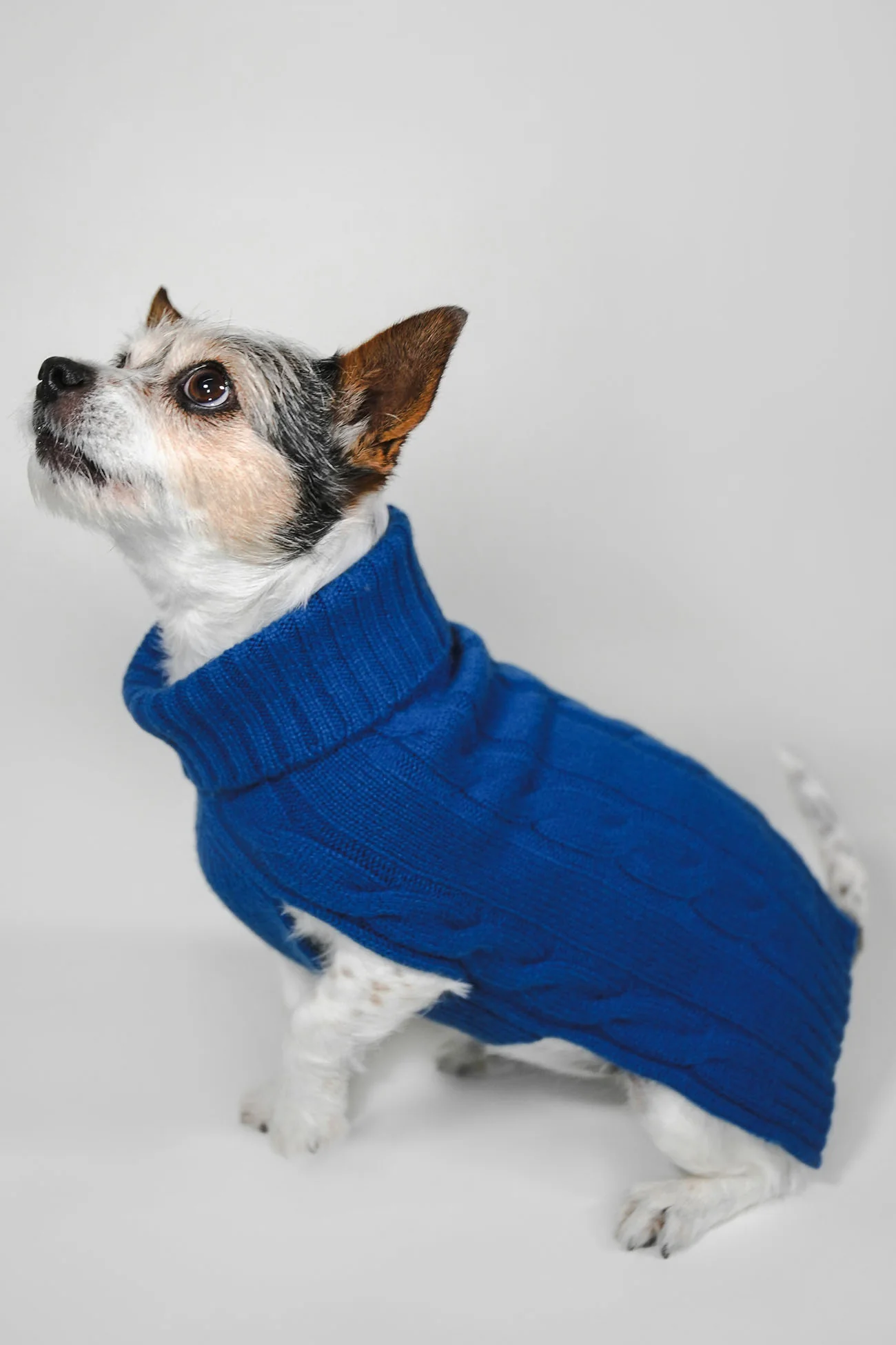 CABLE DOG SWEATER - Image 39