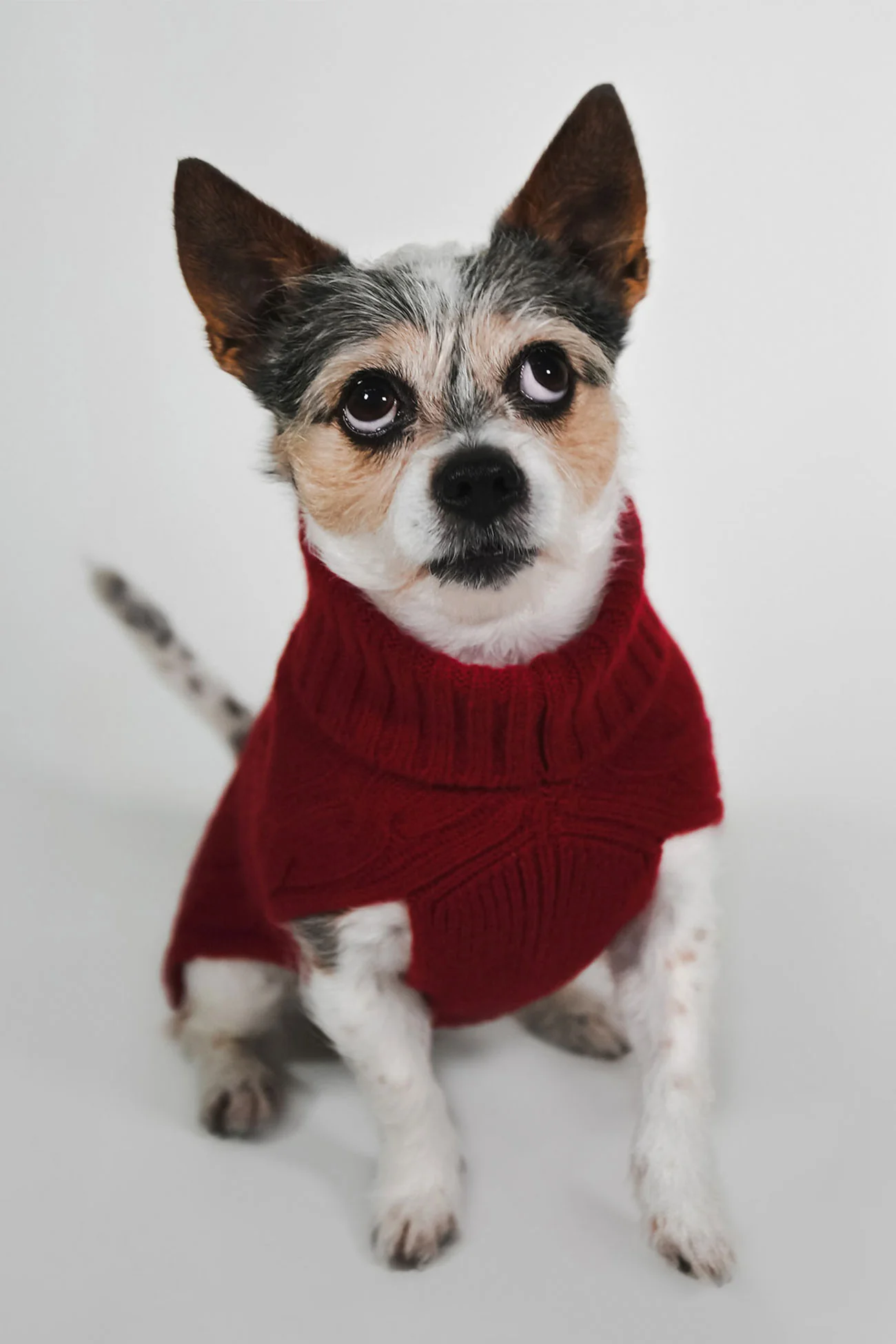 CABLE DOG SWEATER - Image 4