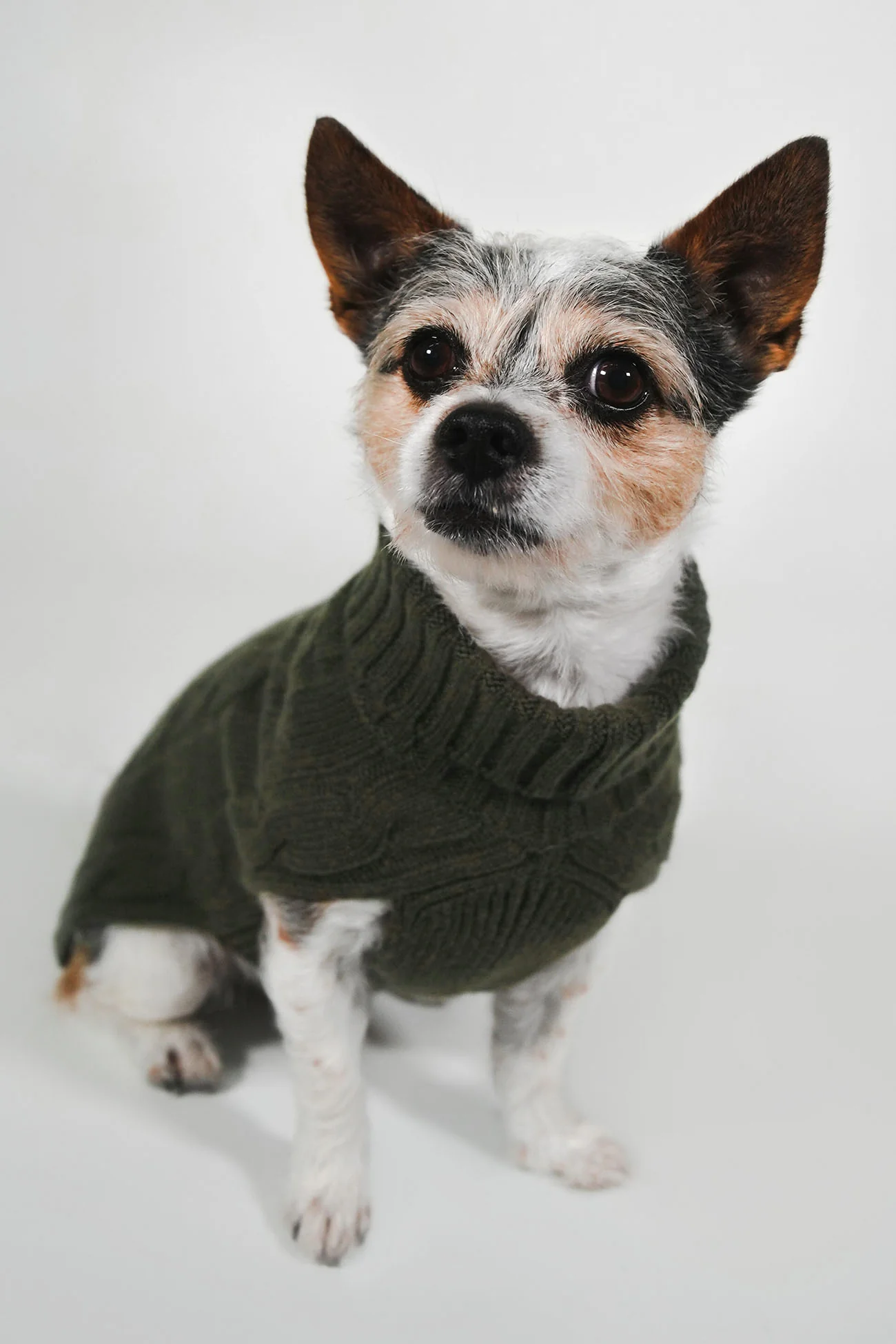 CABLE DOG SWEATER - Image 40