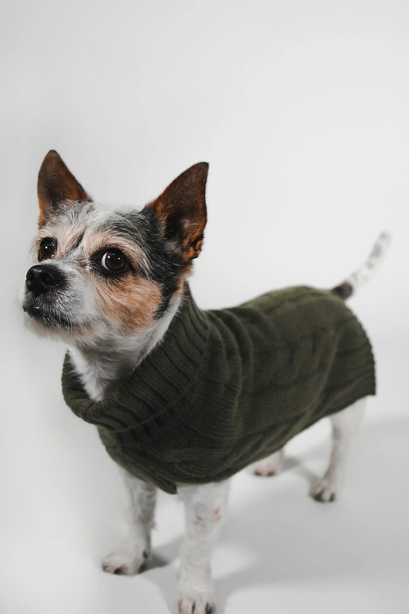 CABLE DOG SWEATER - Image 41