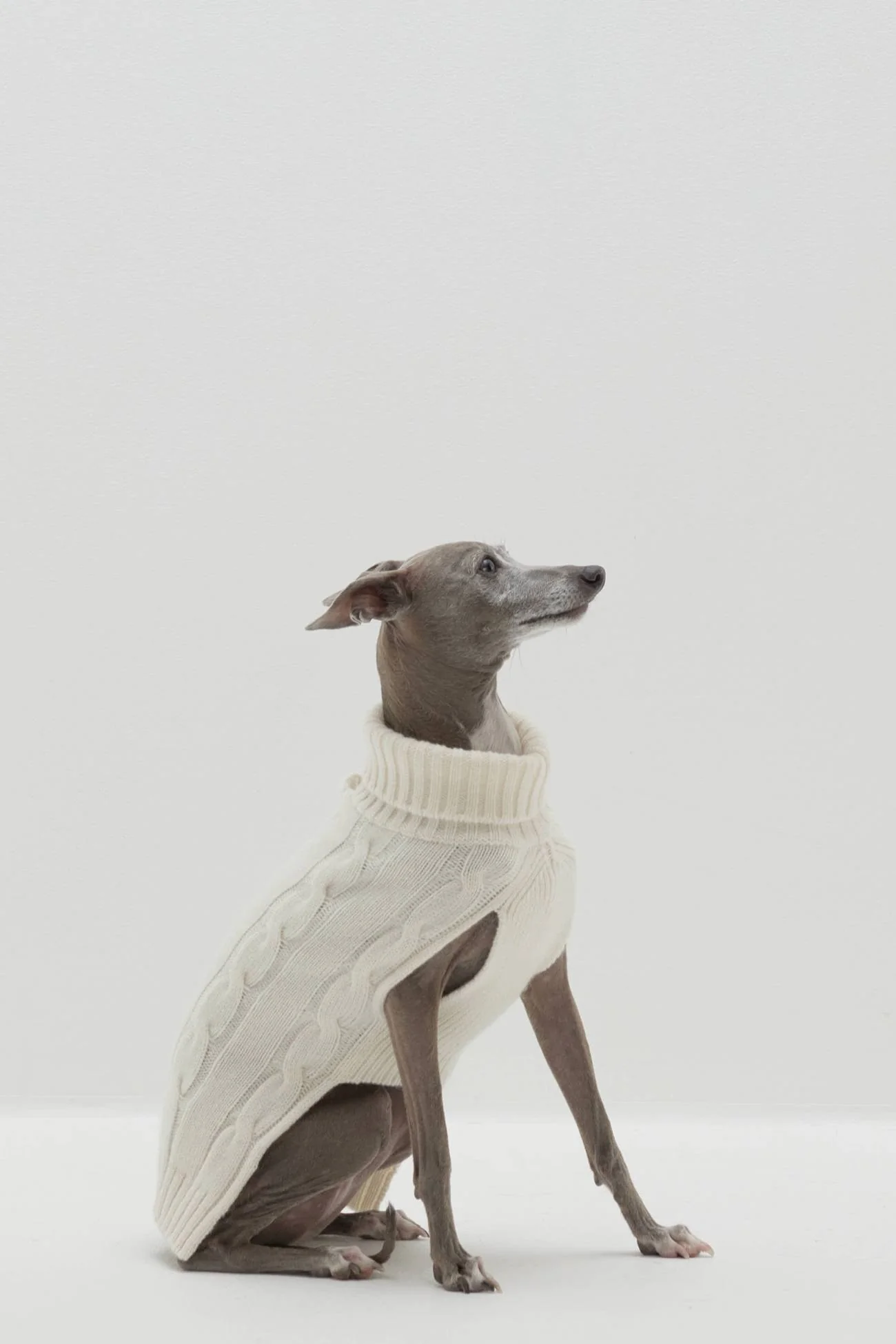 CABLE DOG SWEATER - Image 42