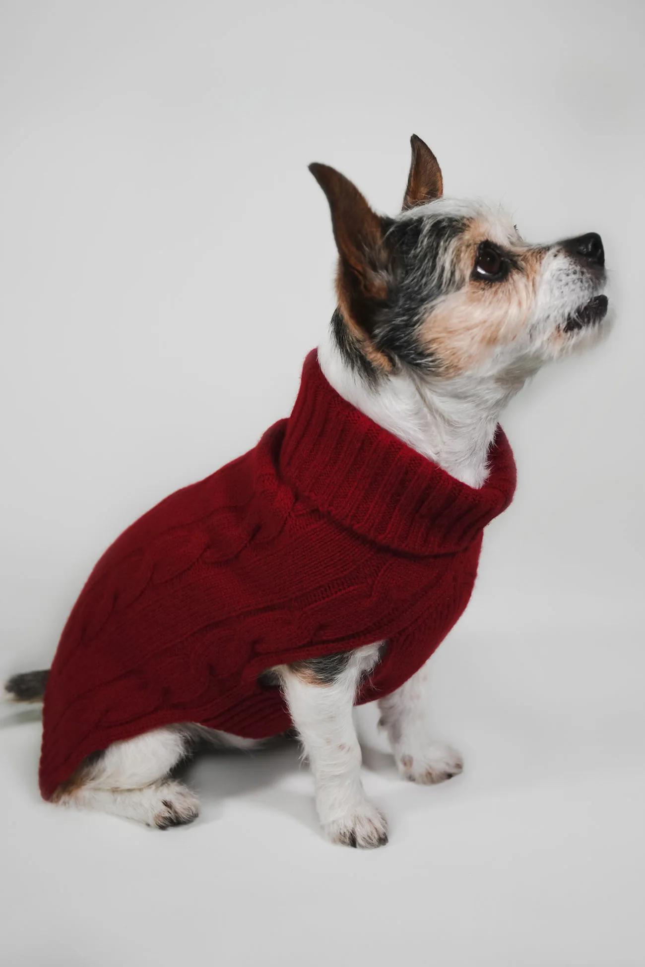 CABLE DOG SWEATER - Image 5
