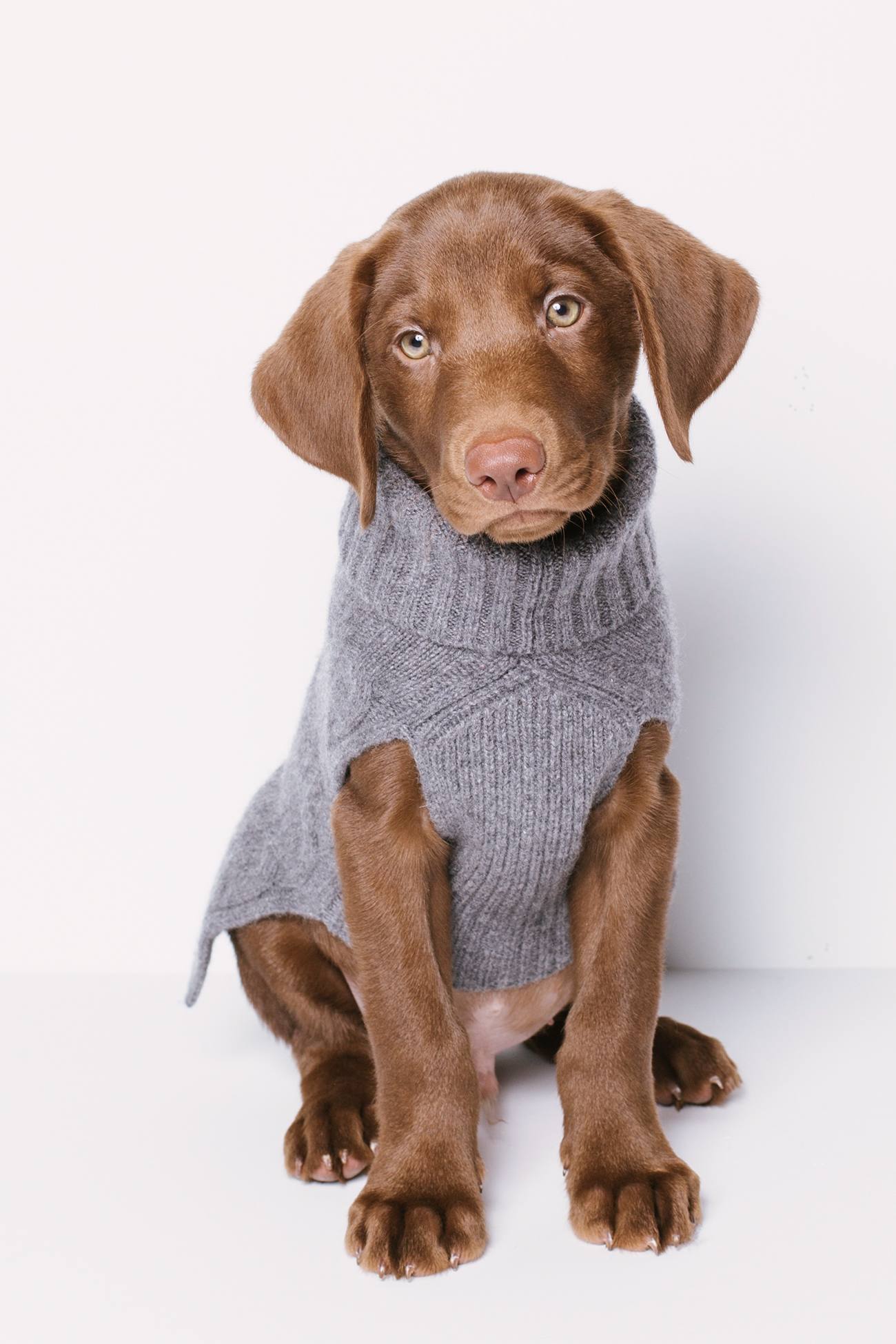 CABLE DOG SWEATER - Image 6