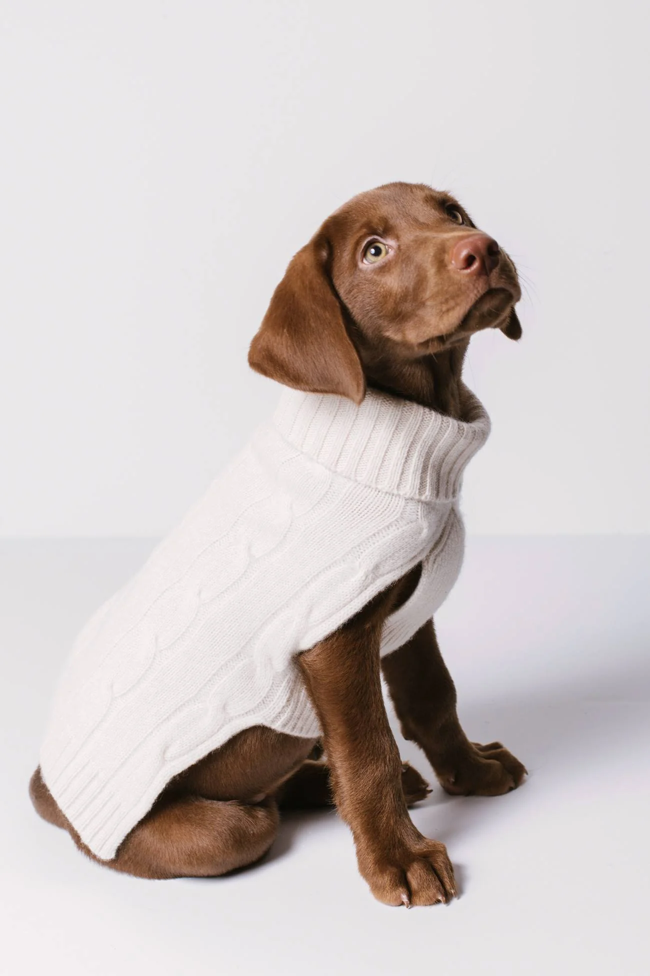 CABLE DOG SWEATER - Image 8