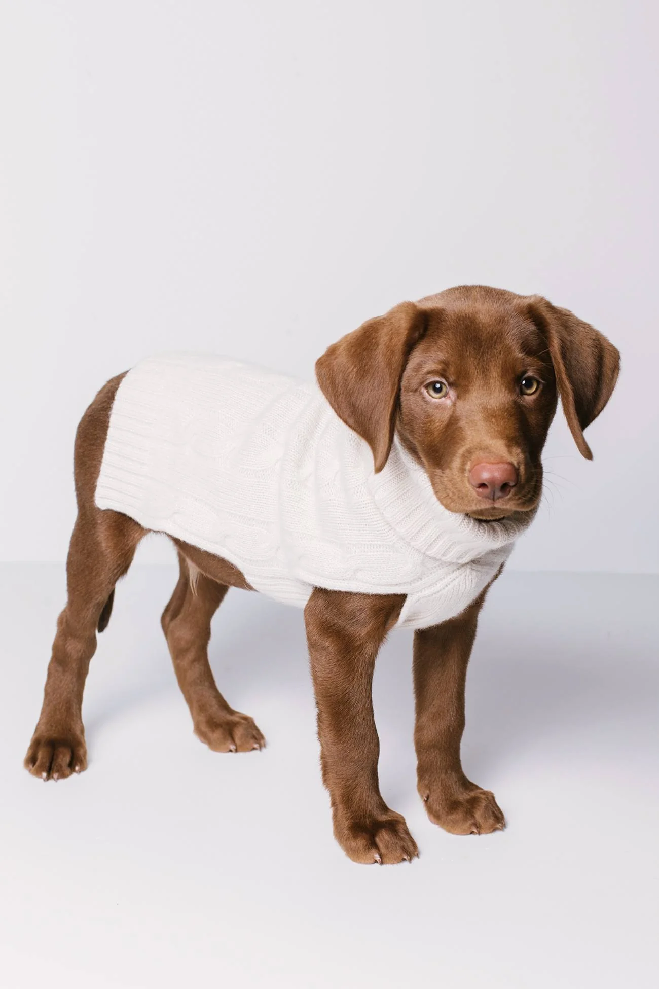 CABLE DOG SWEATER - Image 9